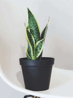 Snake Plant Laurentii